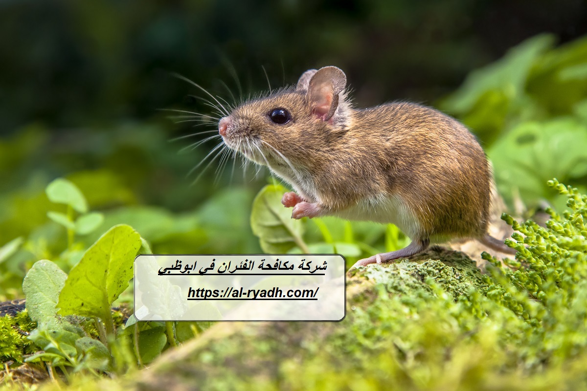 شركة مكافحة الفئران في ابوظبي