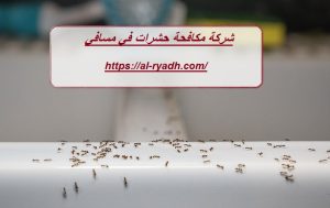 شركة مكافحة حشرات في مسافي